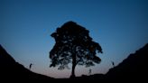 Two accused of felling Sycamore Gap tree in crown court