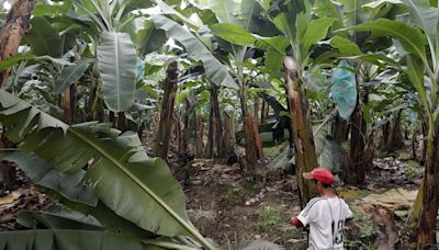 Moko en plantaciones bananeras de Los Ríos afecta “a menos de 3.000 hectáreas”