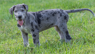 Dog Dad Throws Hilarious Throwback Dance Party for Great Dane Puppy Because It’s Too Hot Out