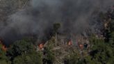 Ibama cria plataforma para acompanhar recuperação ambiental