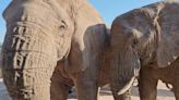 Elephant herd provides ‘magic moment’ with close encounter