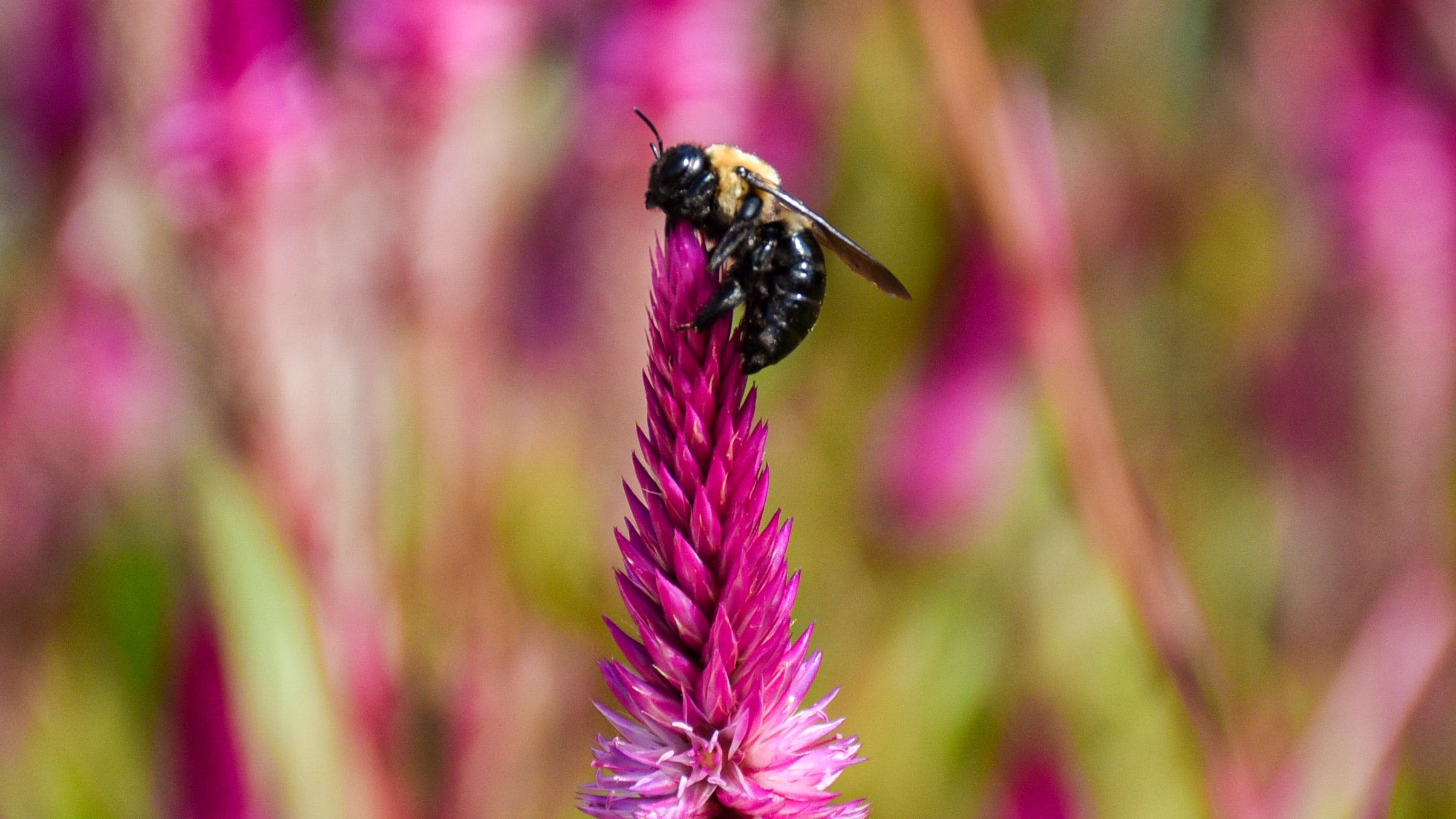 Carpenter bees sting, but here’s why you’ll want them to keep buzzing around your garden