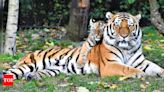 International Tiger Day 2024; How each zodiac sign can channel the Tiger's spirit for personal growth | - Times of India