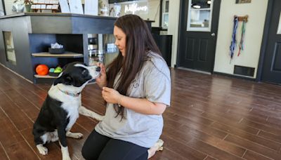 Wildflowers Doggy Daycare in Fargo proves you can teach an old dog (daycare) new tricks