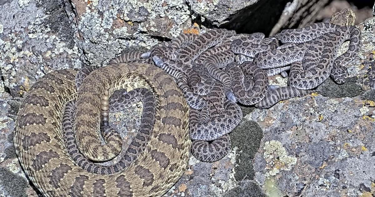 Watch: Newborn rattlesnakes at Colorado 'mega den' are making their live debut