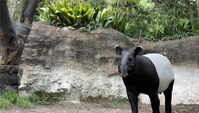 日馬來貘運輸抵台過世！ 箱籠打開已無呼吸心跳「死因待釐清」