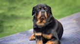 Pros and Cons of a Rottweiler