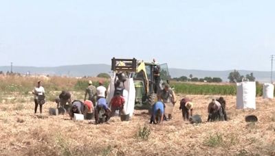 Cinco detenidos en Italia por obligar a migrantes a tomar opio para evitar su cansancio en el trabajo