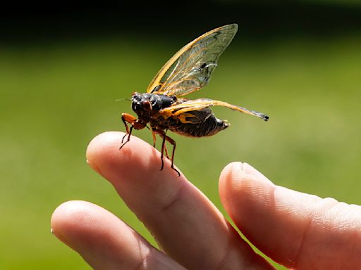 Cicadas bring the noise to the Chicago area as chorus of buzzing begins