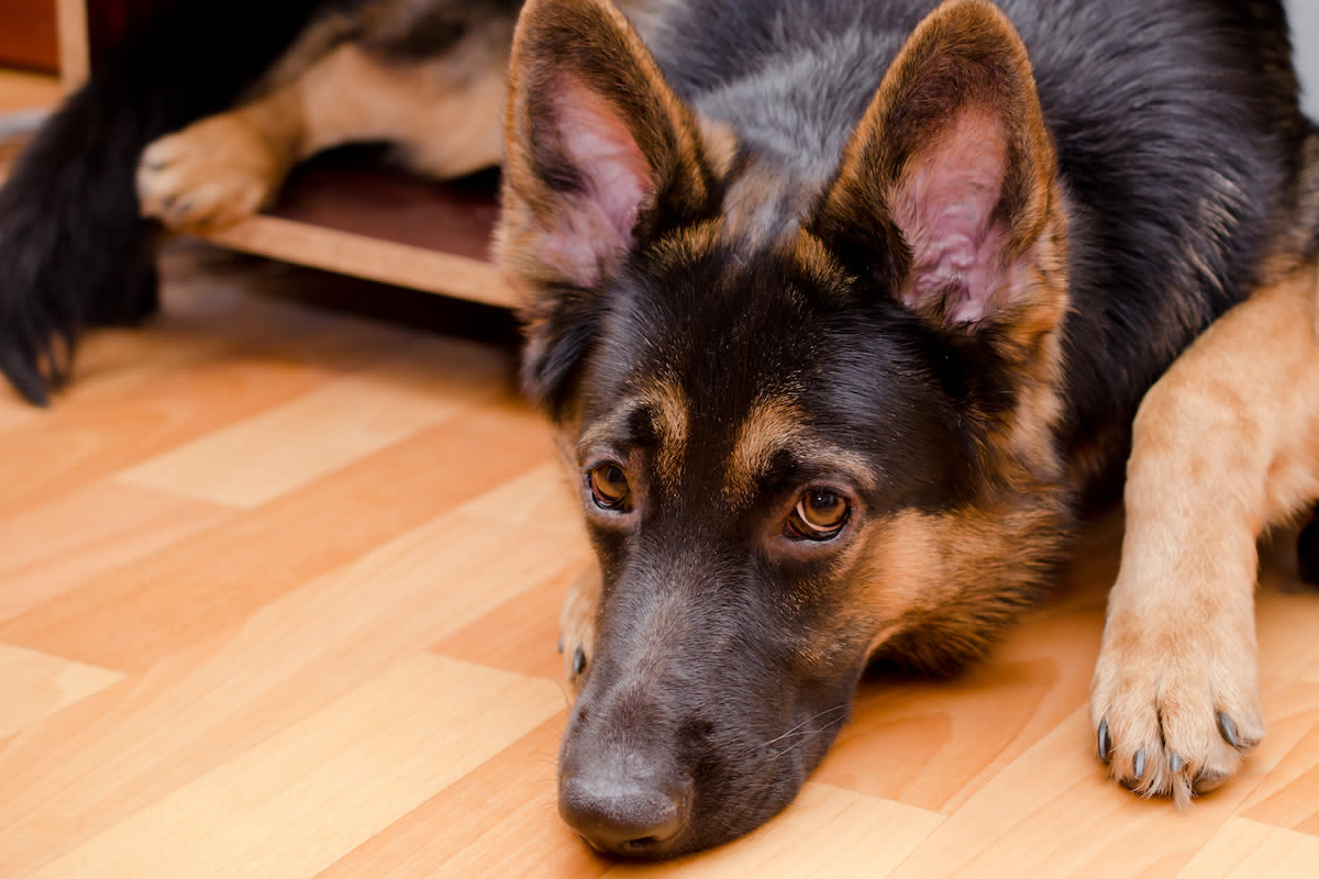 Moody Cat Lays Down the Law For Over-Eager German Shepherd