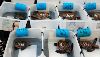 South Africa Baby Turtles Rescued