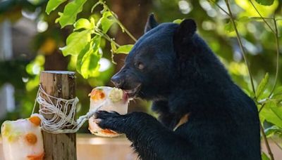 高雄壽山動物園準備消暑冰品 讓動物大快朵頤 (圖)