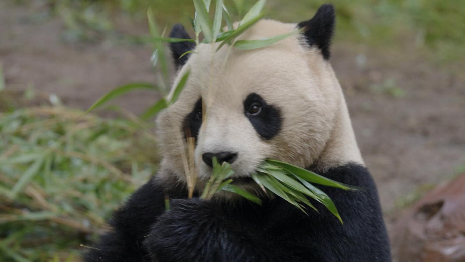 Fuzzy, tumbling panda diplomats make public debut at San Diego Zoo