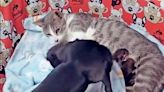 Watch This Dog Sweetly Cover Kittens With a Blanket and Feel Your Heart Melt