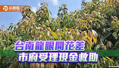 品觀點｜台南龍眼開花率低於預期 市府受理現金救助申請 - 生活