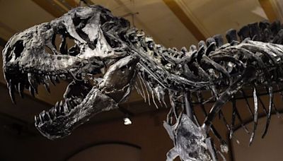 Tyrannosaurus rex could have been even bigger than previously thought, study suggests