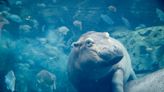 Cincinnati Zoo celebrates hippo Fiona’s birthday with $7 admission, contest