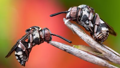 Resting cuckoo bees win insect photo competition