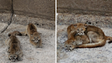 Video shows mountain lion cubs' dramatic rescue moments before dam opens