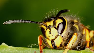 You’re more likely to get stung by a wasp in autumn – here are seven ways to protect yourself