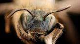 The truth about bees may sting: They've been linked to your life expectancy