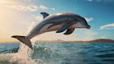 Conoce cuánto vive un delfín, según biólogo
