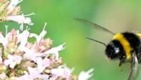 Queen bumblebees surprise scientists by surviving underwater