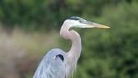 Great blue herons