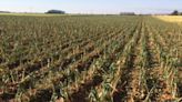 Los cambios bruscos de temperaturas están afectando a las cosechas de leguminosas y remolacha en Segovia