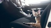 Aggressive dogs seen in video trying to get through to cat inside car