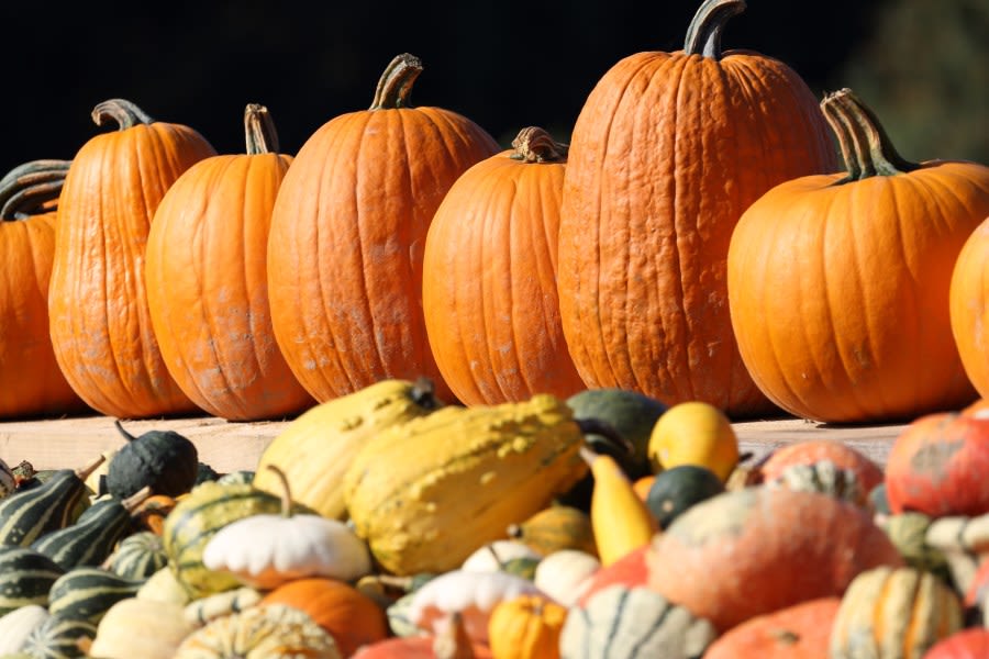 Pumpkin patch at Carlsbad Strawberry Company to open soon