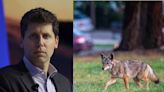 Sam Altman has a coyote problem at his $27 million San Francisco home