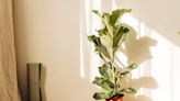 10 Fast-Growing Indoor Plants to Turn Your Interiors Into a Green Oasis