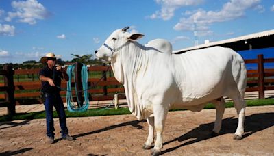 Meet Viatina-19, the world’s most expensive cow worth more than £3m