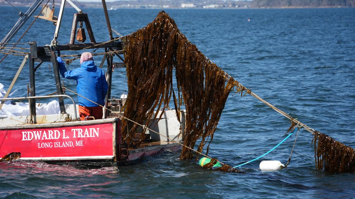 Kelp industry continues growth in Maine