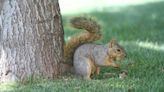 Squirrels can invade your NC home and damage your property. Here’s how to keep them away