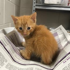 Jacksonville Humane Society challenges community to provide kitten names for June donation campaign