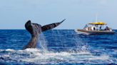 Aussie Surf Legend Narrowly Survives Collision with Whale