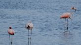 First flamingos in Georgia spotted on Little SSI