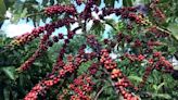 Pesquisa identifica retenção de carbono expressiva para café conilon