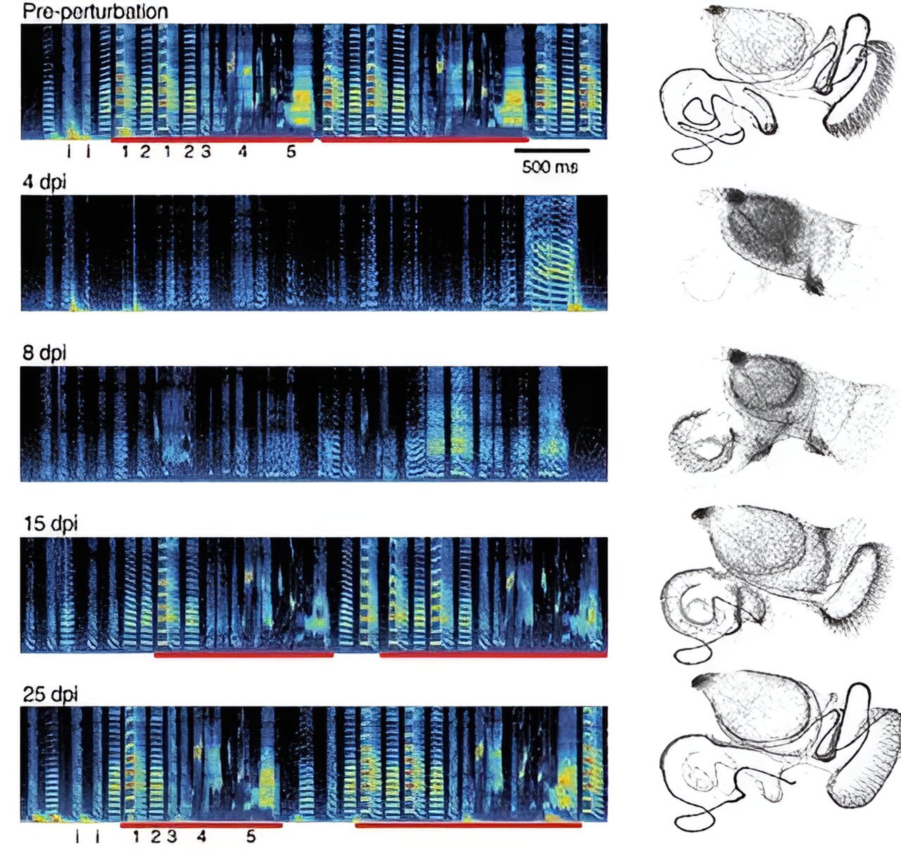 Birds overcome brain damage to sing again