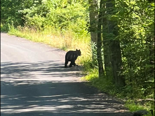 Multiple black bear sightings reported near Ringing Rocks campground in Upper Bucks County