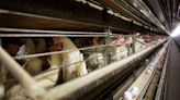 With 100M birds dead, poultry industry could serve as example as dairy farmers confront bird flu