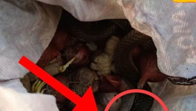 In Bengal's Tufanganj, Woman Bitten By Snake Hiding Inside Vegetable Bag - News18