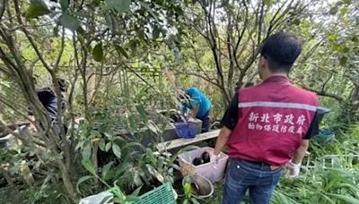 淡水廢棄苗圃被通報棄養 竟藏269隻保育類食蛇龜、柴棺龜