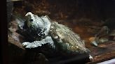Alligator snapping turtle found far from home in English pond, is promptly named Fluffy