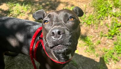 Maury County animal shelter welcoming displaced pets after tornado ripped through area