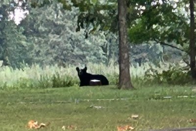 Black bear caught on camera during rare visit to Illinois