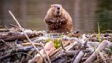 Why beavers are essential to improving the climate and preventing wildfires