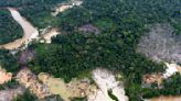 Experto ambiental señaló que deforestación en Venezuela llegó a niveles de los años 90